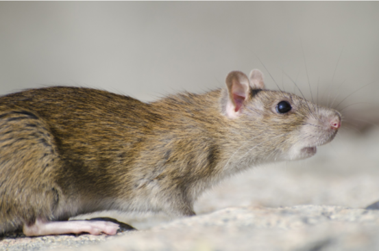 Top 5 Tips for Rodent Pest Control