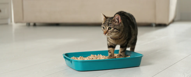 How Clumping Cat Litter Can Improve Your Cat’s Hygiene at Home