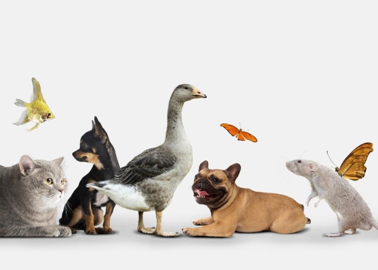 How to Choose the Right Pet for Your Home