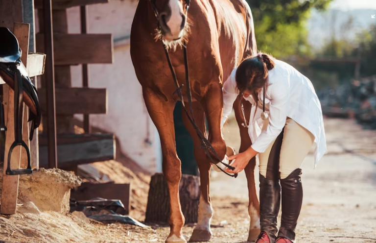 Essential Equipment for Modern Farriery and Equine Hoof Care