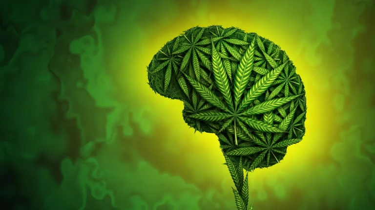 Cannabis in the UK: What People Are Really Looking For